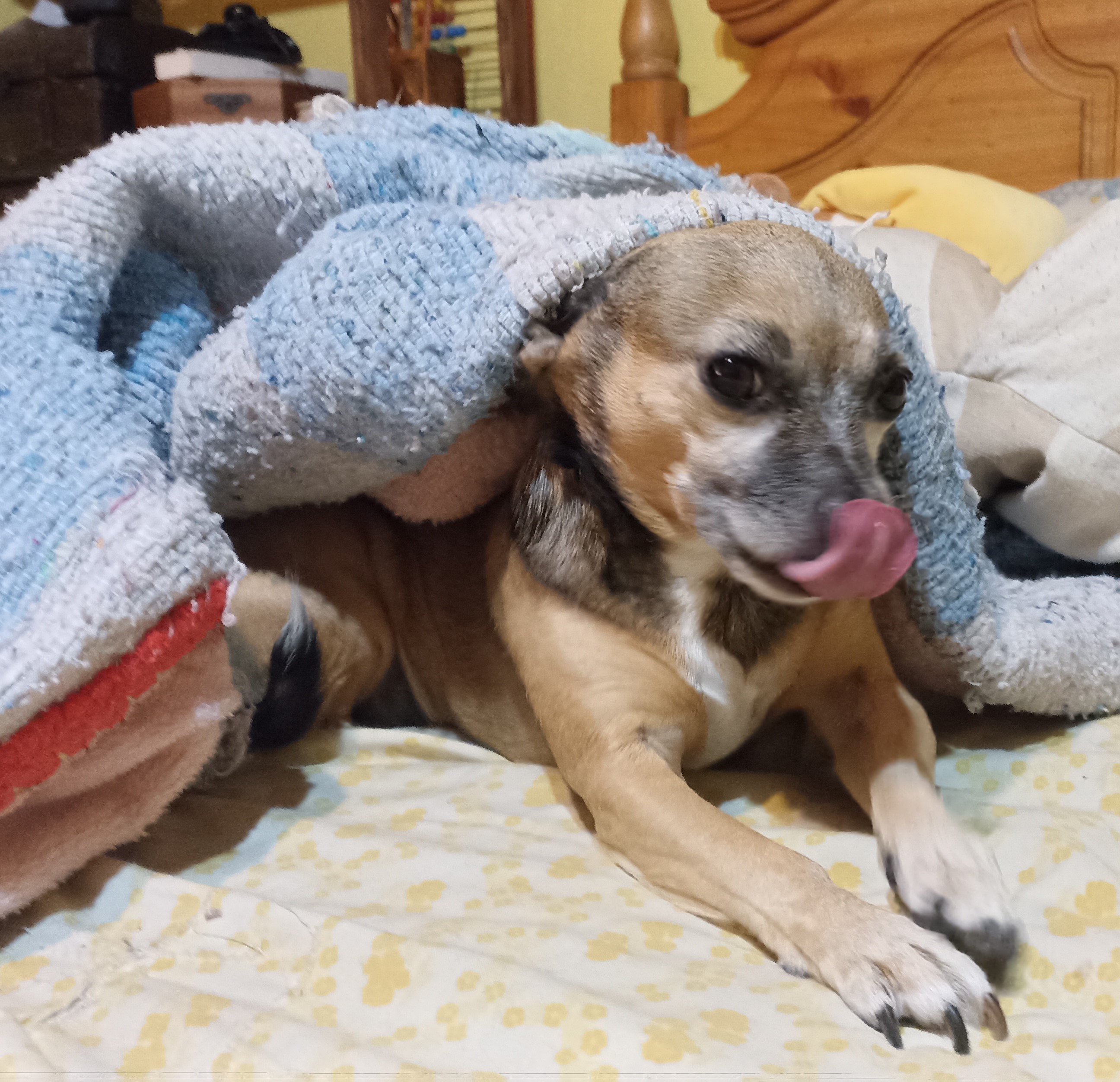 Chany Adventure 5