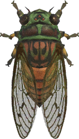 Cicada decoration