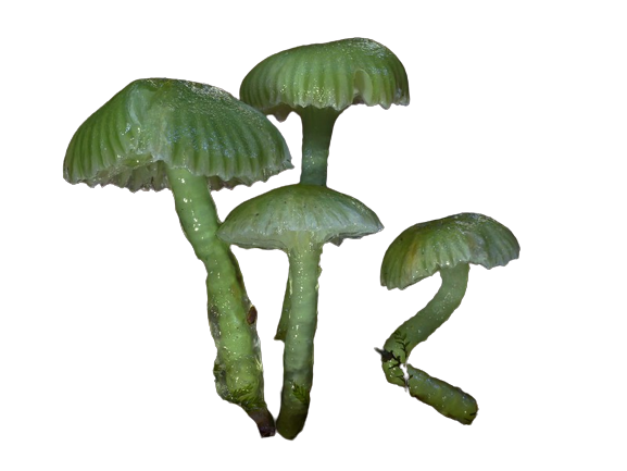 Green Mushroom